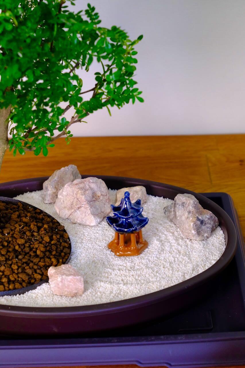 Beautiful Zen garden bonsai tree - Garden of Enlightenment