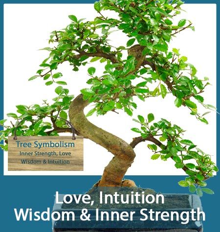 TREE SYMBOLISM
Love, Intuition, Wisdom & Inner Strength