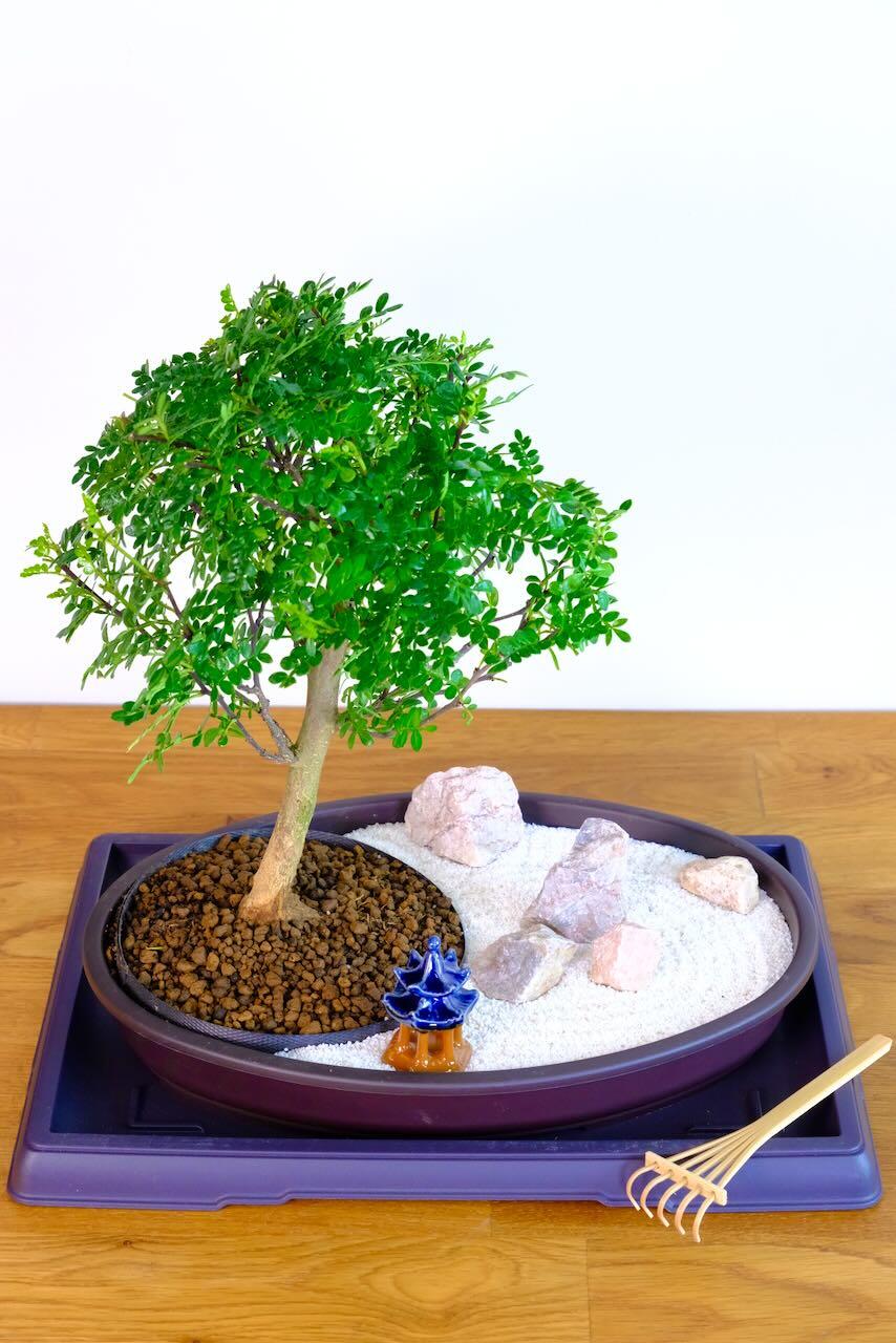 Zen Garden - Bonsai garden of Enlightenment