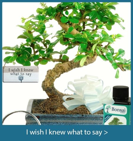 I wish I knew what to say bonsai trees gifts with special meanings