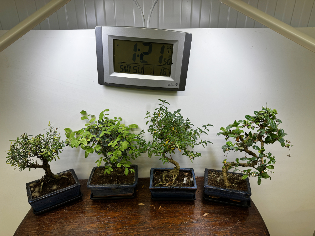 The same 4 bonsai trees showing new growth at the end of growing beats the grow light