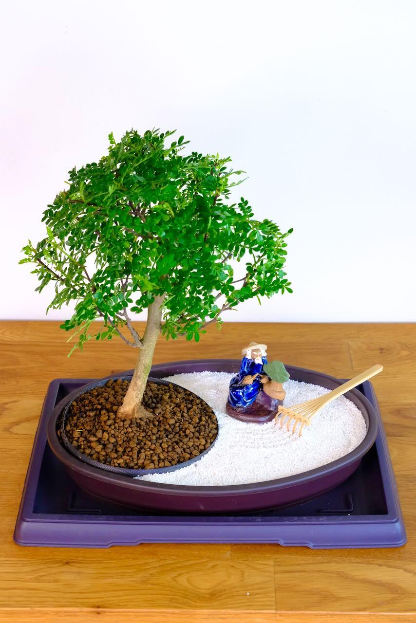 Beginners indoor bonsai tree zen garden for sale