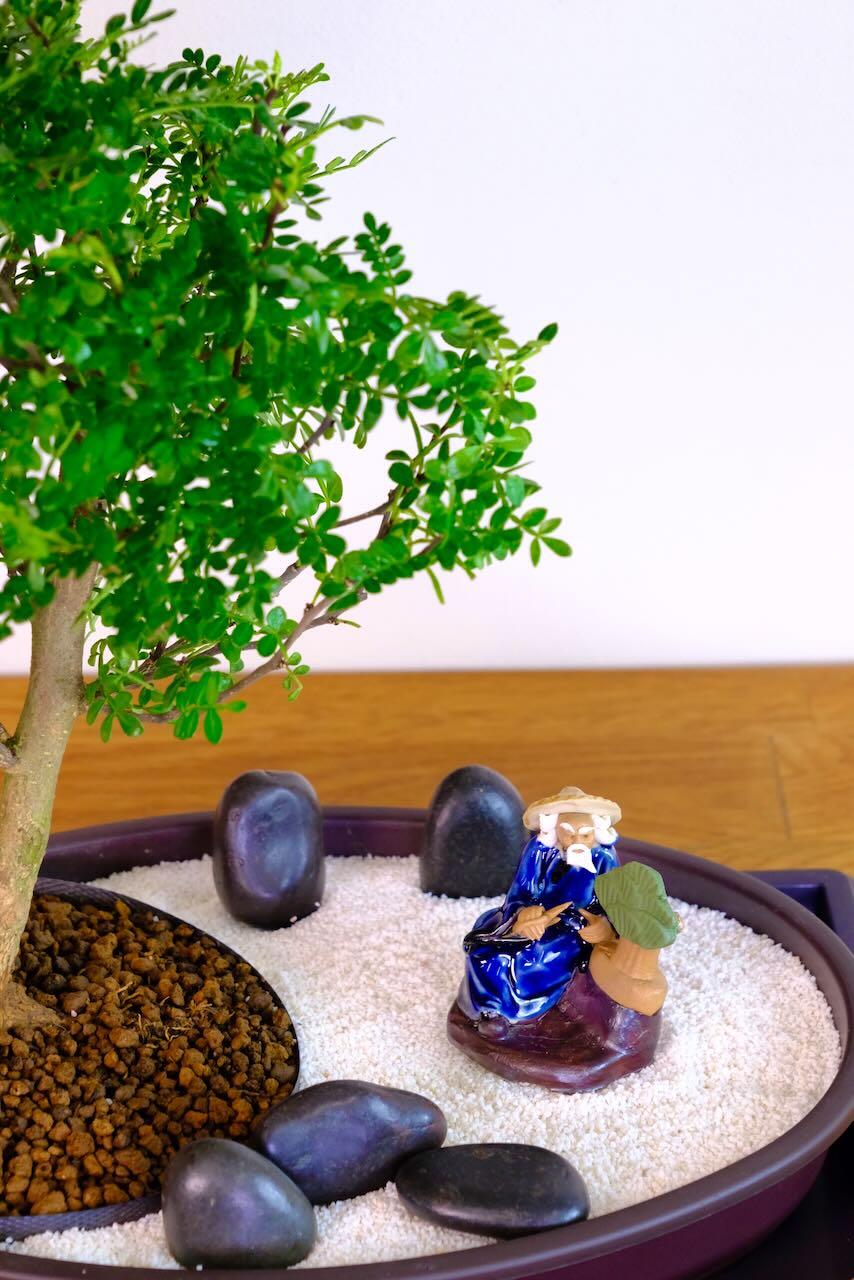 Unwind and Reconnect with the Zen Bonsai Garden of Mindfulness