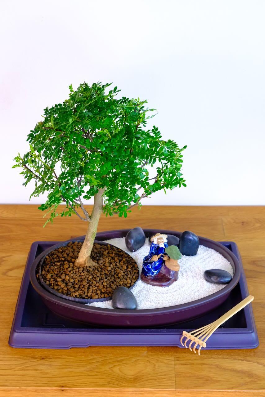Zen Bonsai Garden – Mindfulness Edition