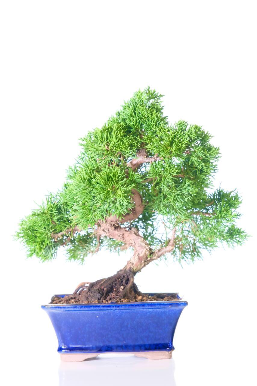 Dwarf Chinese Juniper (Juniperus chinensis) – Evergreen Bonsai Classic in a Midnight Blue Glazed Pot