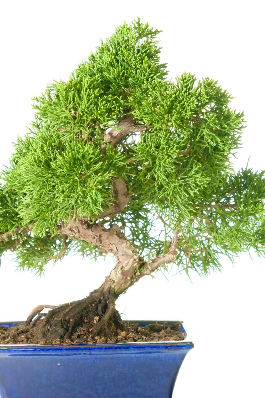 Dwarf Chinese Juniper Bonsai (Juniperus chinensis) – Evergreen Bonsai Icon in Navy Pot