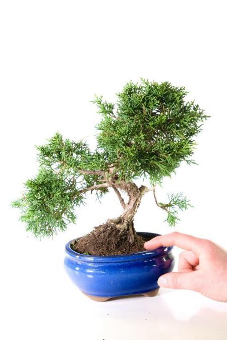 Dwarf Chinese Juniper (Juniperus chinensis) Evergreen Bonsai Classic in Blue pot