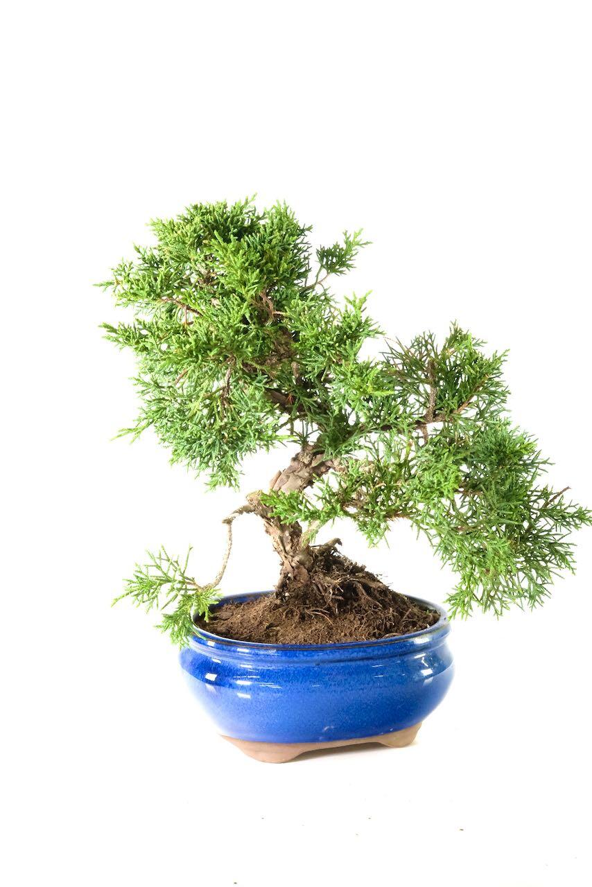 Chinese juniper with Free delivery to most of the UK