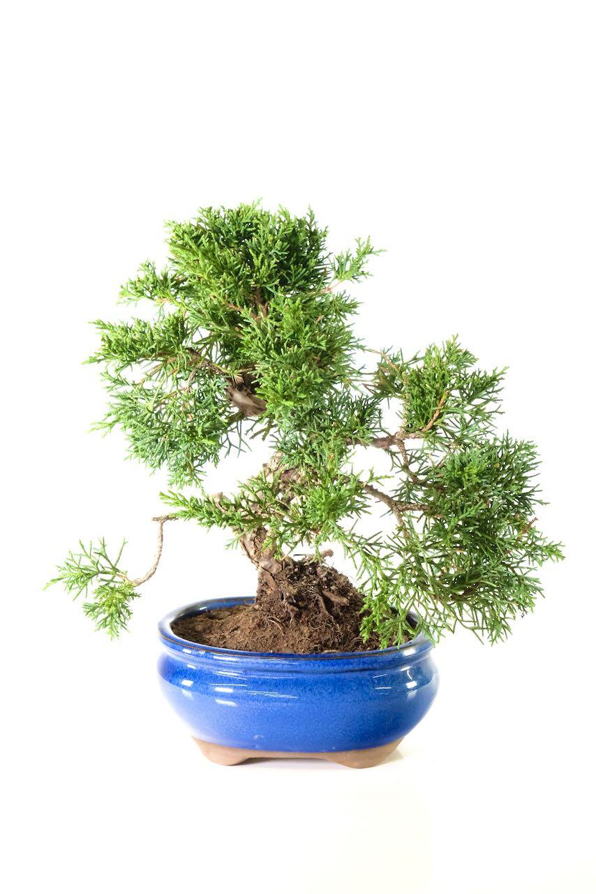 Miniature Chinese Juniper Bonsai | Perfect for Beginners & Styling