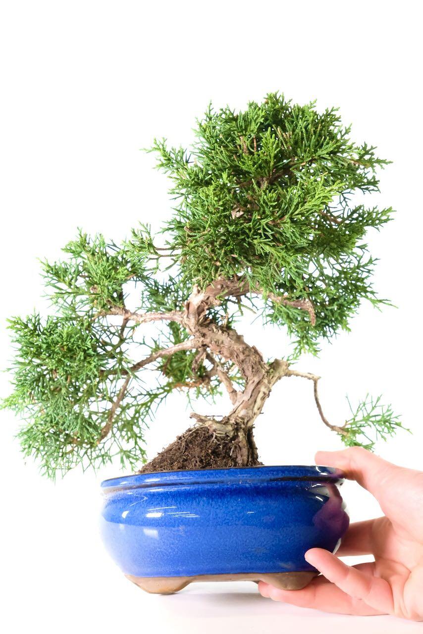 Miniature Chinese Juniper | Sensational Movement & Captivating Design - Tiny Bonsai Masterpiece