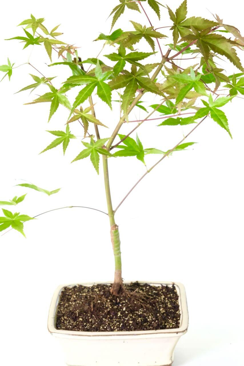 Delivery is FREE on a next working day service across mainland UK with Weekend, Premium & "Highlands & Islands" options available at an additional cost. You can pre-order your bonsai too!