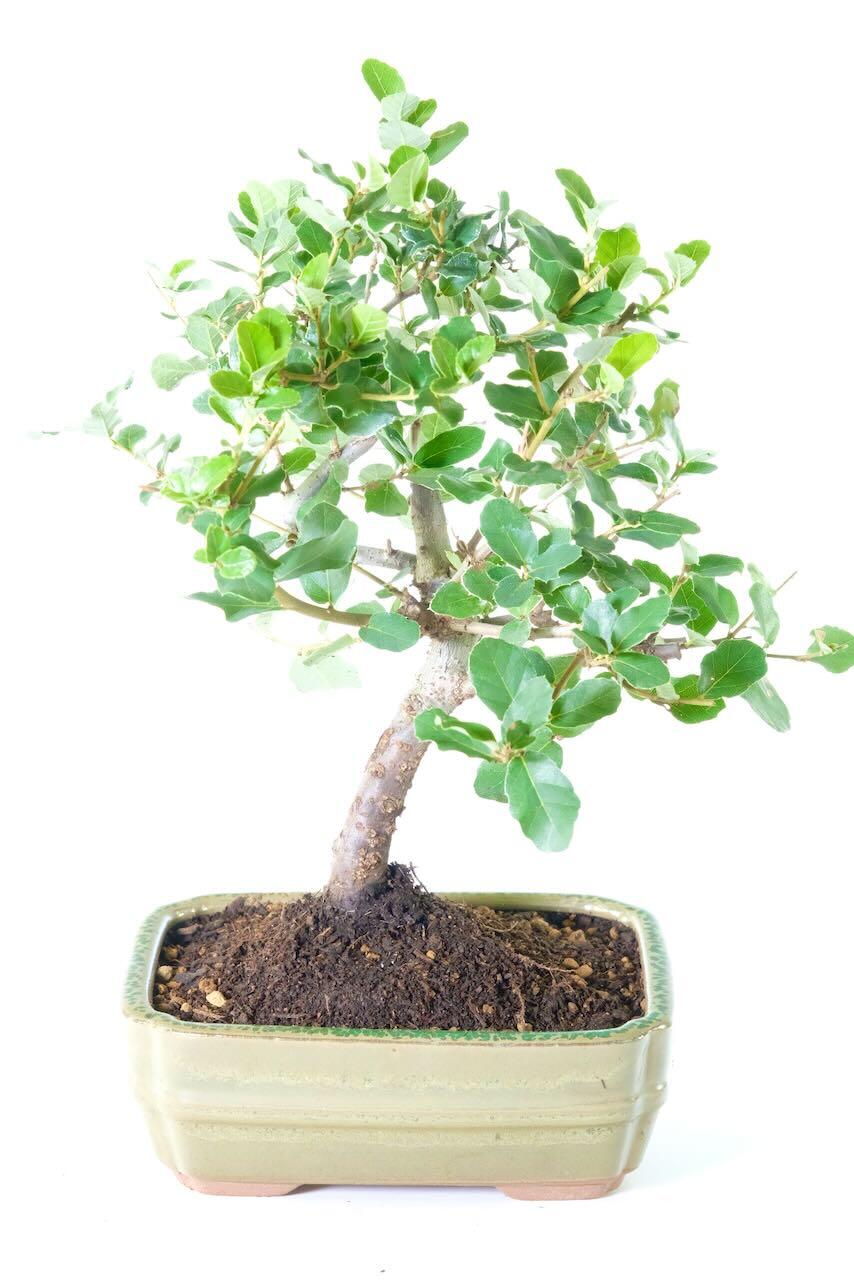 Quercus subur bonsai tree for sale in moss green pot