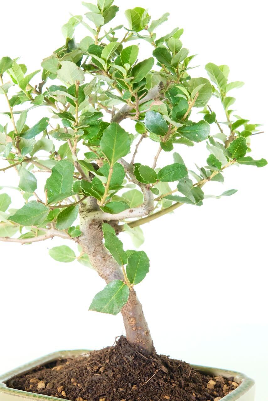 Evergreen oak bonsai tree for sale