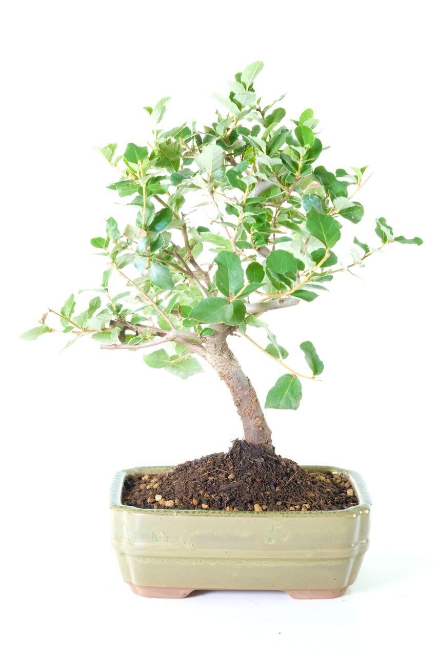 A Journey Through Nature with Our 9-Year-Old Cork Bark Oak Bonsai