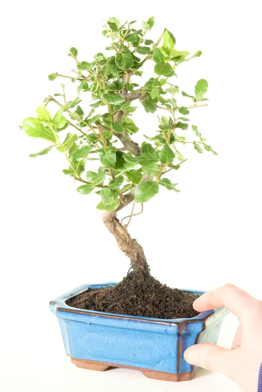 Hardy evergreen cork bark oak bonsai for sale