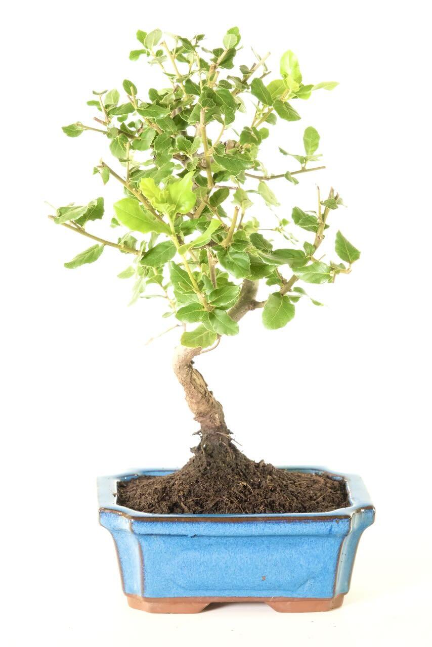 Rich & Shapely Quercus Suber - Evergreen Cork Bark Oak Bonsai Tree | 8 years old
