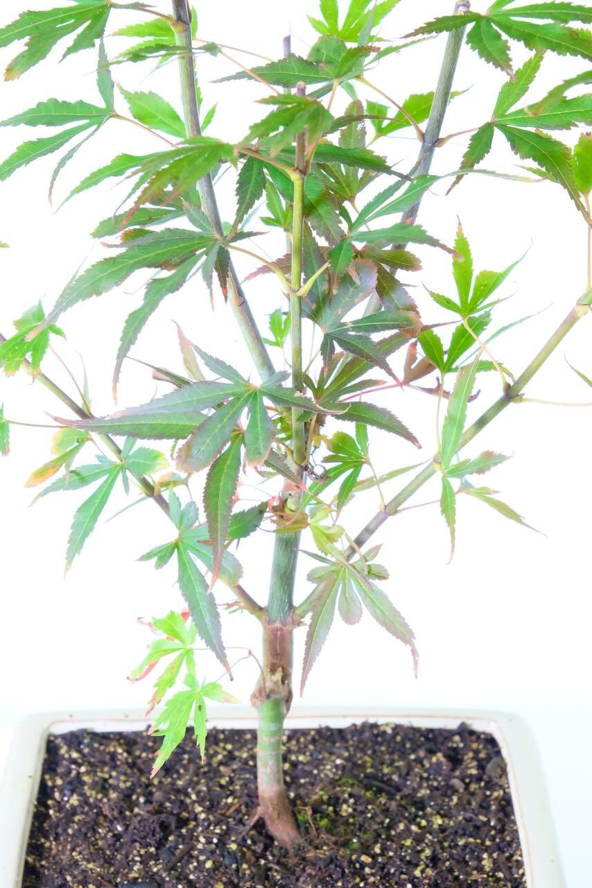 Maple bonsai tree for sale with lovely colours