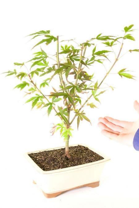 Outstanding Japanese Maple (Acer Palmatum "Shaina") Bonsai Tree with Striking Colours