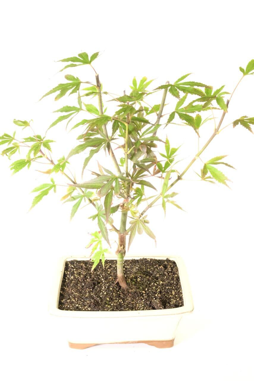 Acer Palmatum "Shaina" Bonsai Tree - Japanese Maple with Exquisite Colours and Strong Clean Trunk Flow