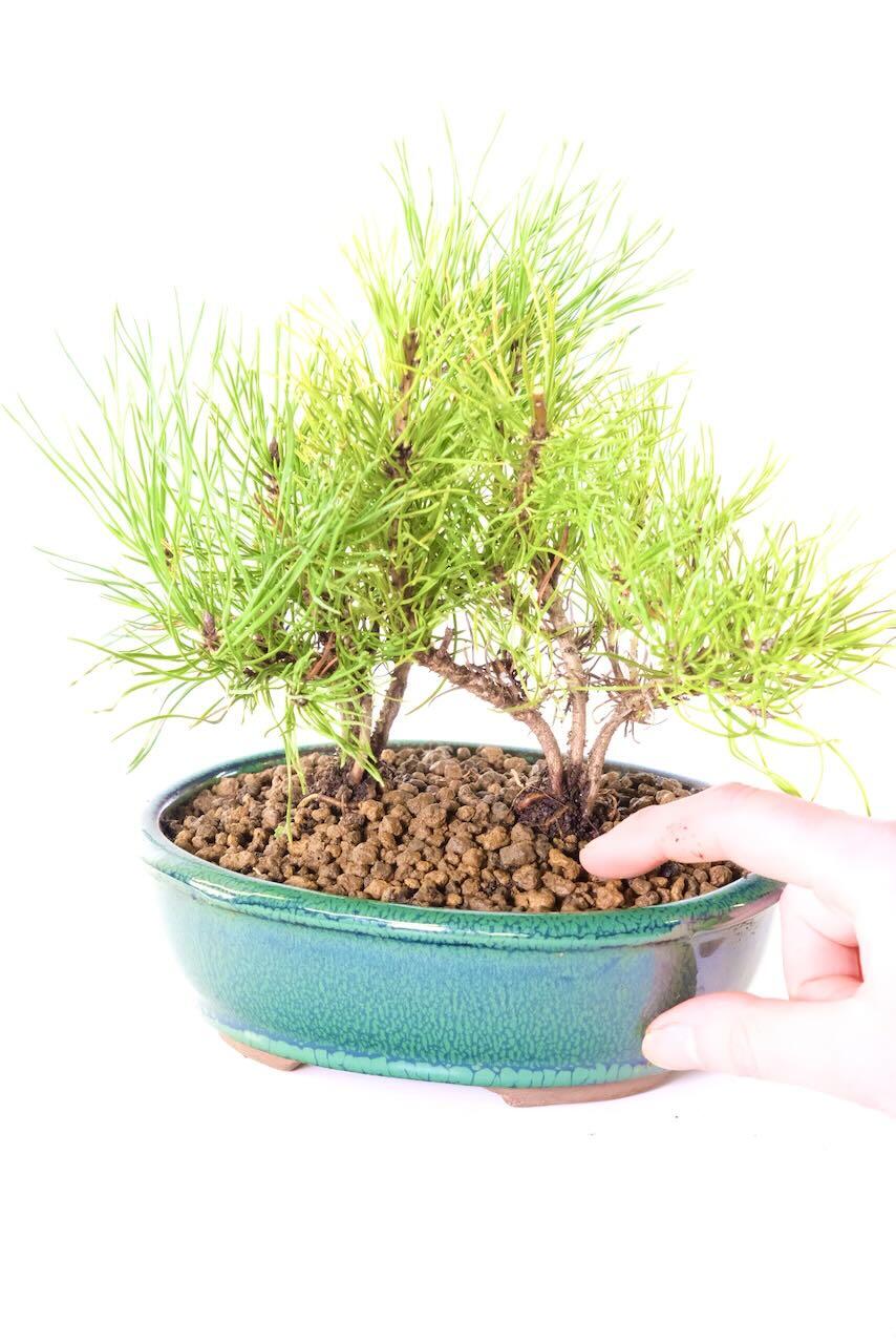 Comes potted in a forest green ceramic pot