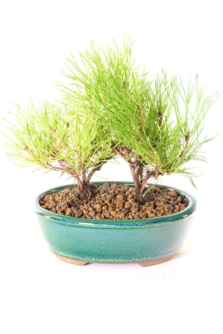 Delivery is FREE on a next working day service across mainland UK with Weekend, Premium & "Highlands & Islands" options available at an additional cost. You can pre-order your bonsai too!
