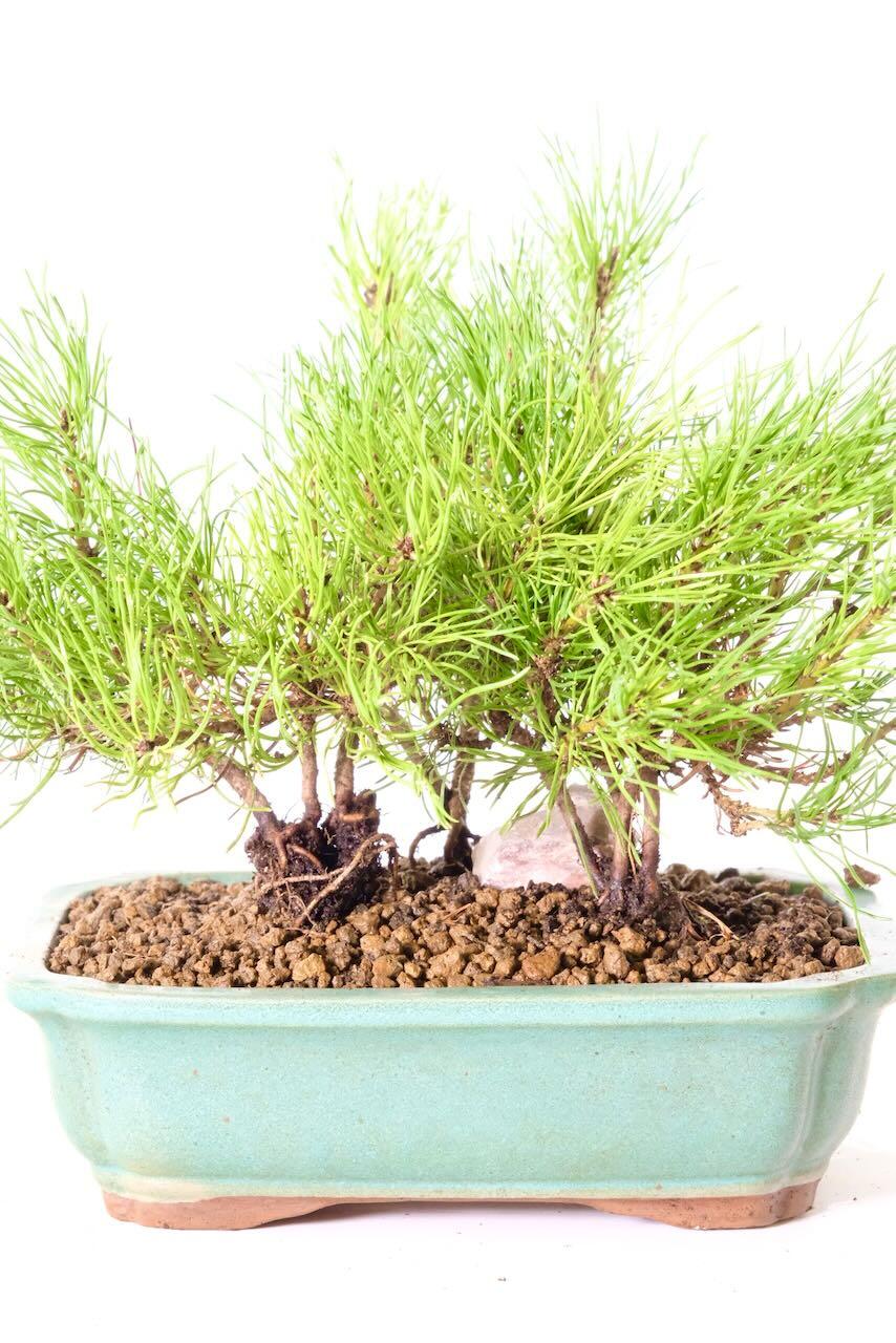 Excellent styling, ready to grow on