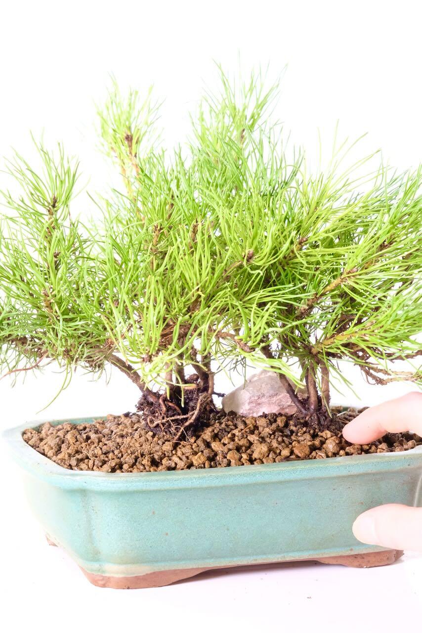 Comes potted in a jade green ceramic pot with rocks