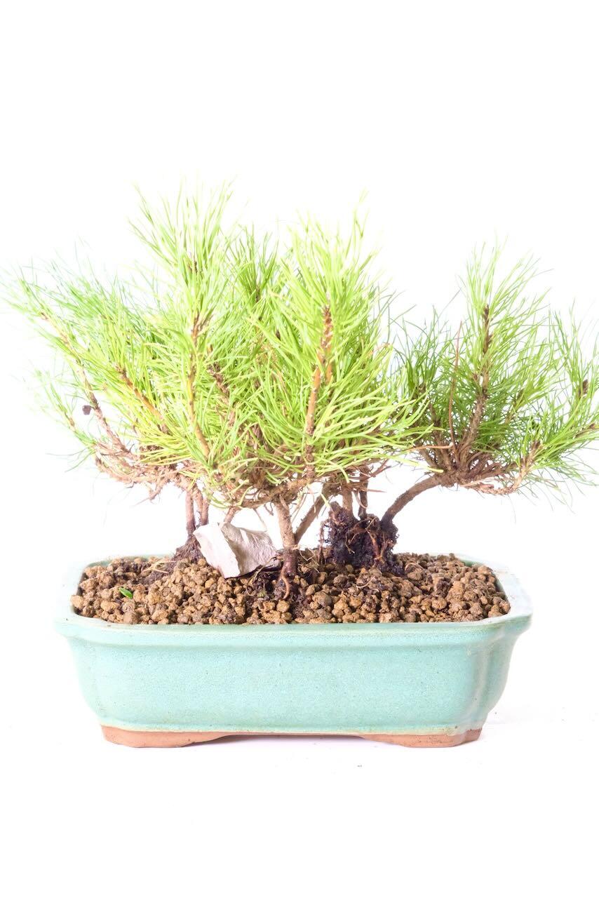 Wonderful arrangement of 3 starter bonsai trees