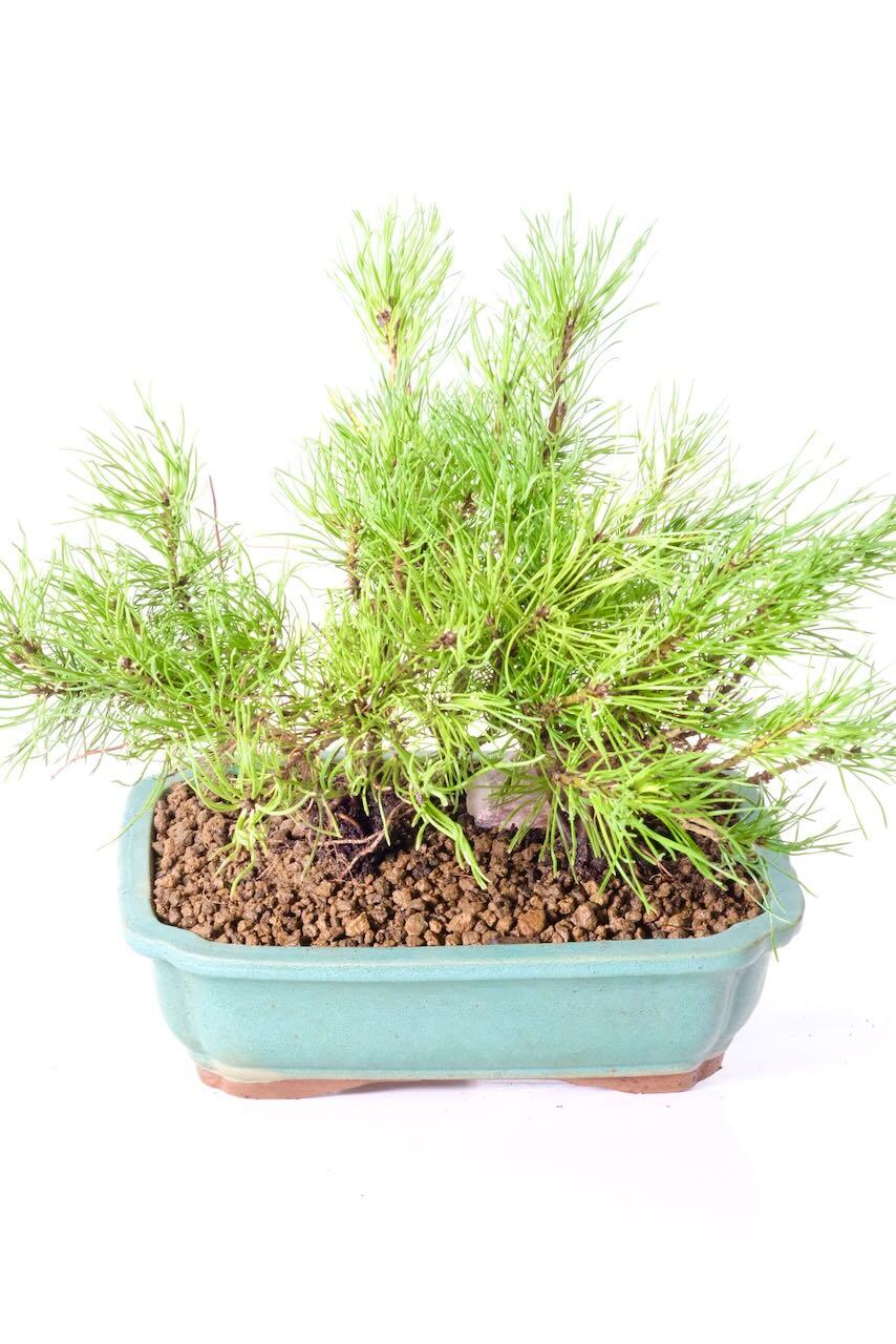 Lovely, vibrant green foliage | Evergreen bonsai
