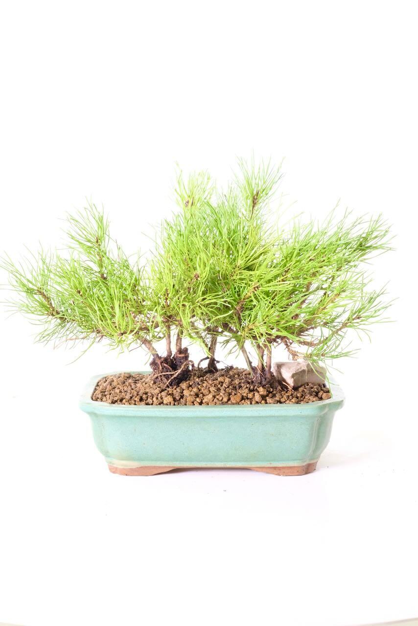 Hardy & evergreen triple forest of Mugo Pine bonsai trees for sale UK