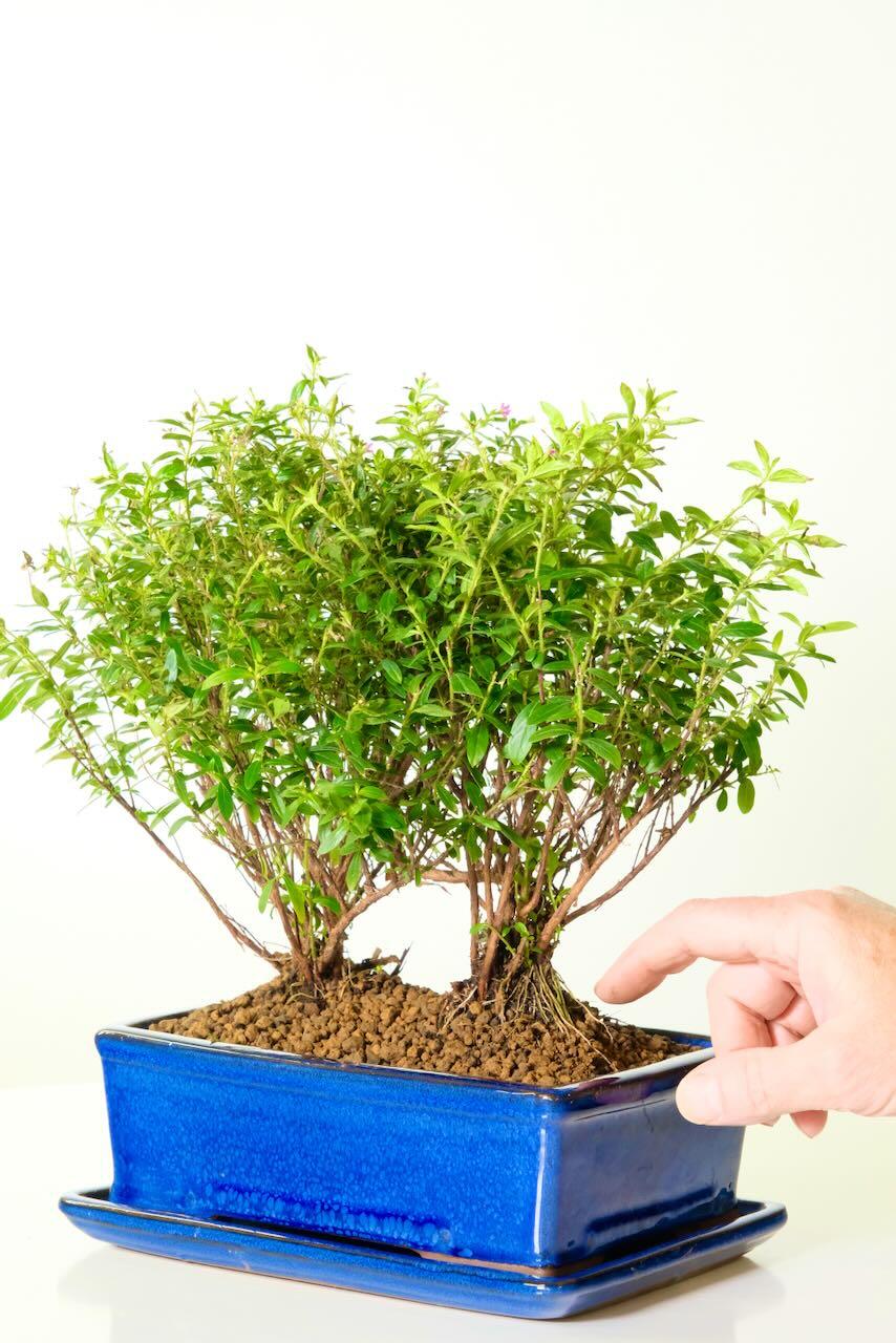 Coppiced style multi-stem profusely flowering twin bonsai for sale