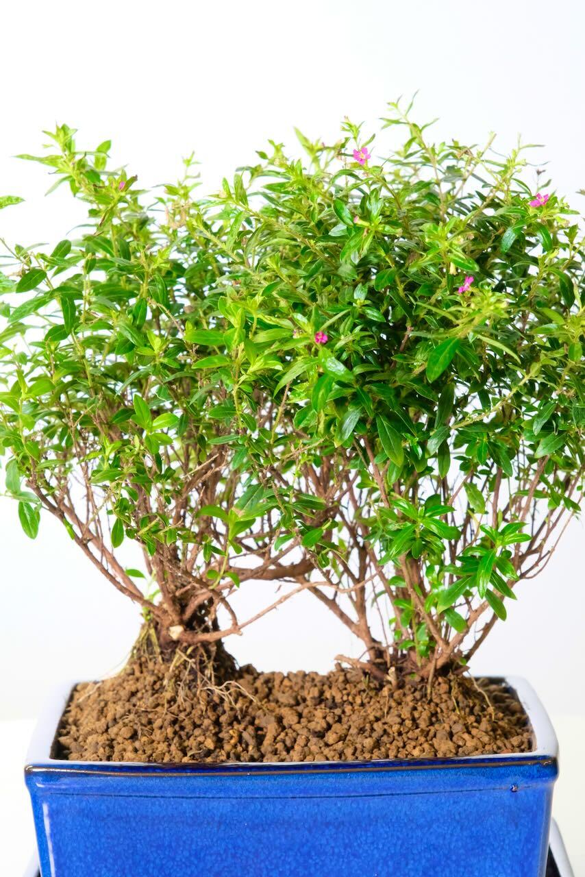 Twin Purple Blossom (Cuphea) Bonsai