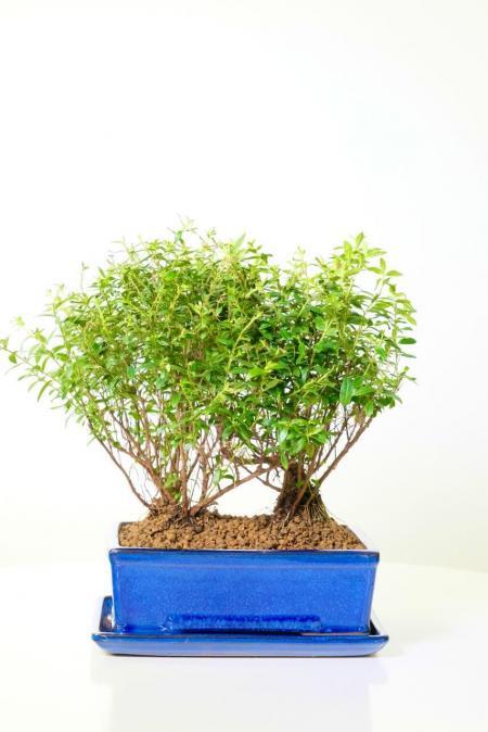 Twin Purple Blossom (Cuphea) Indoor Bonsai with prolific star-shaped flowers