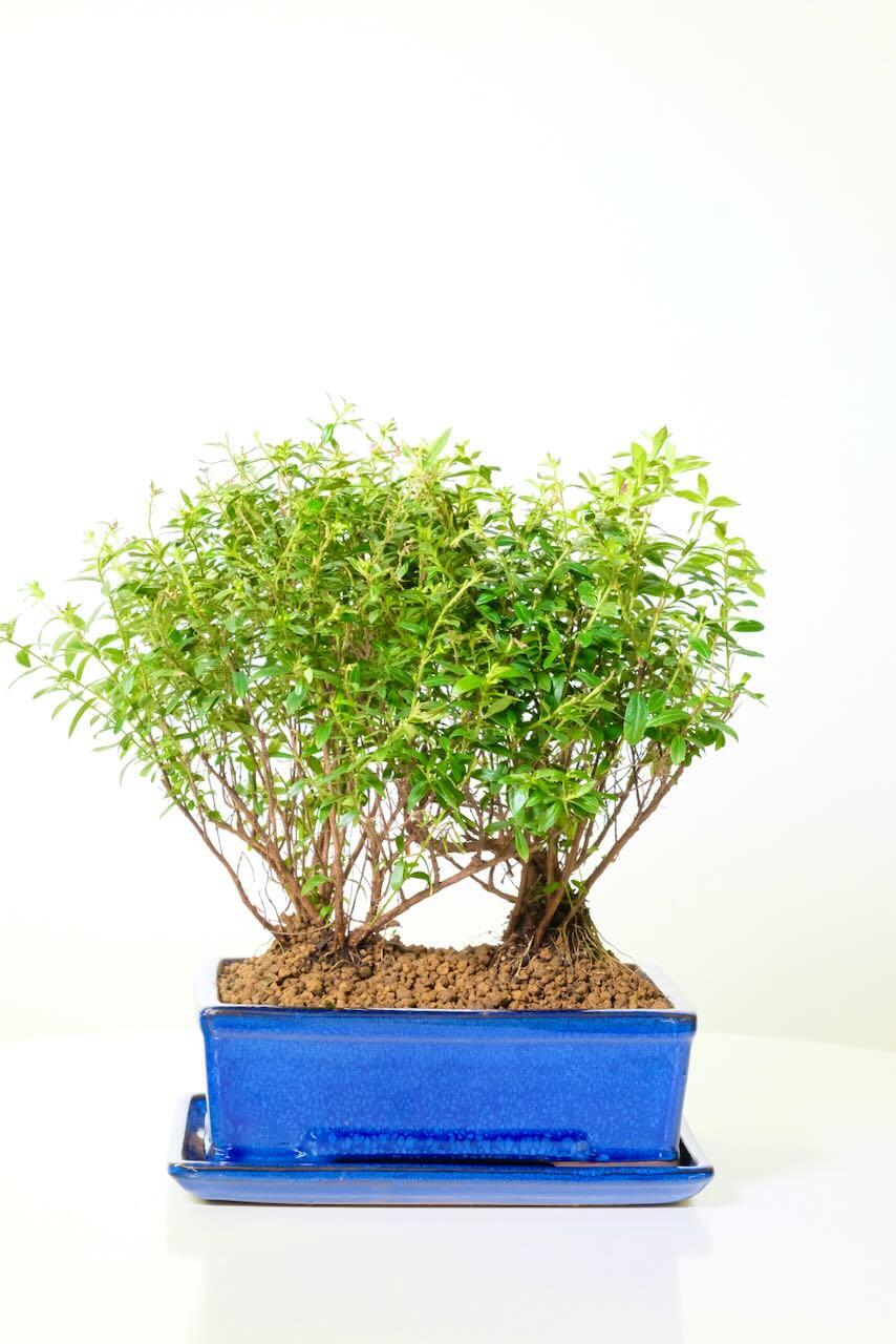 Twin Purple Blossom (Cuphea) Indoor Bonsai with prolific star-shaped flowers