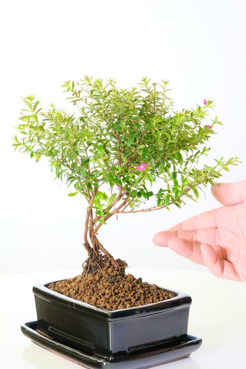 Purple blossom bonsai in glossy black pot for sale