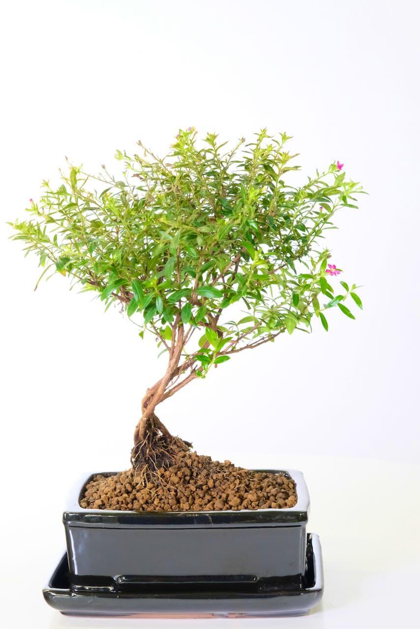 9-Year-Old Cuphea ‘Purple Blossom’ Bonsai