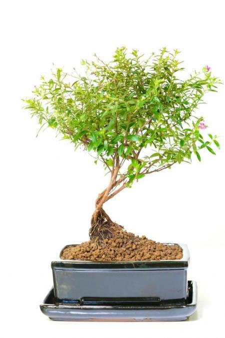 Cuphea Evergreen: A Charming Indoor Tree Adorned with Pretty Purple Blossoms