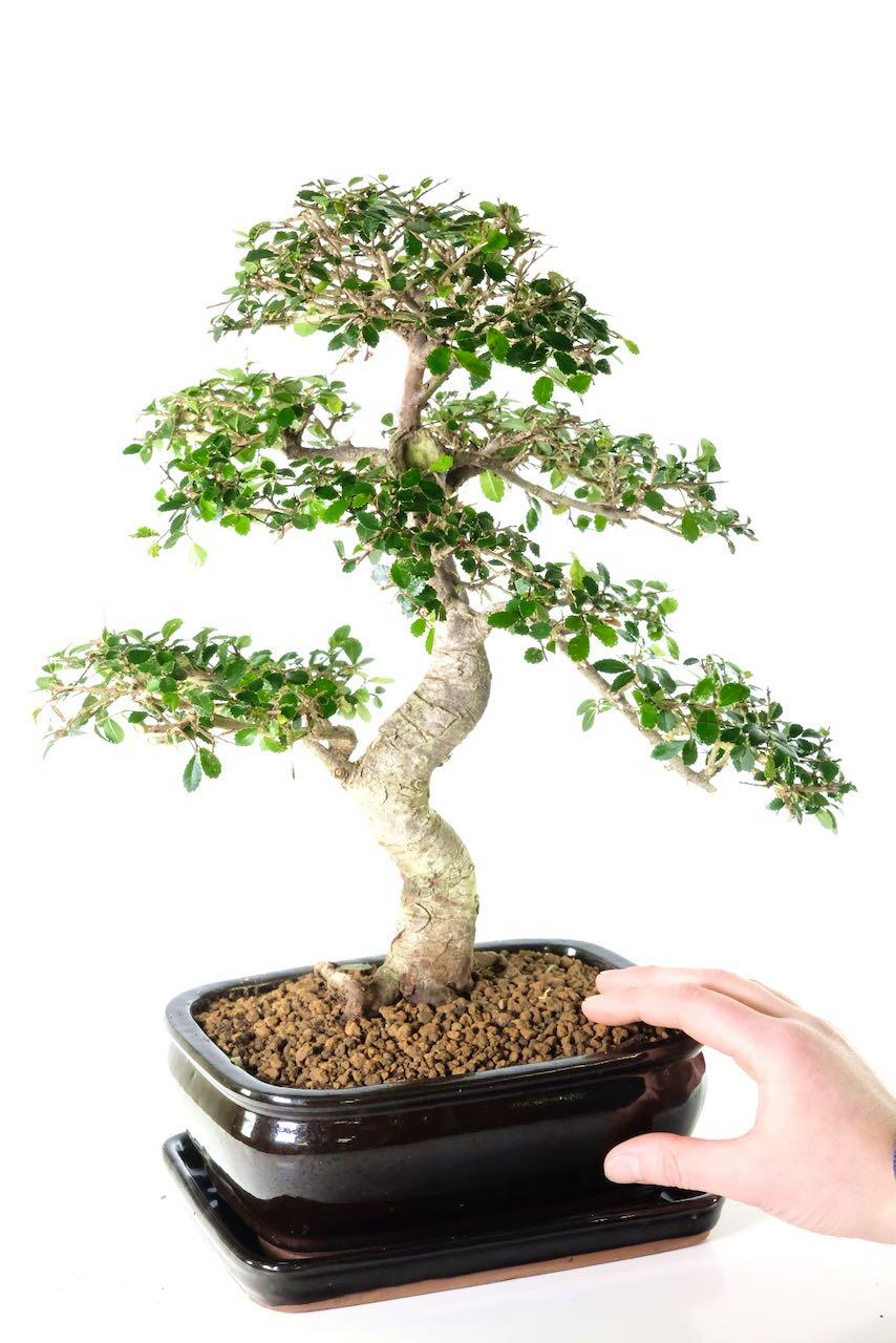 Potted into a sleek black bonsai pot