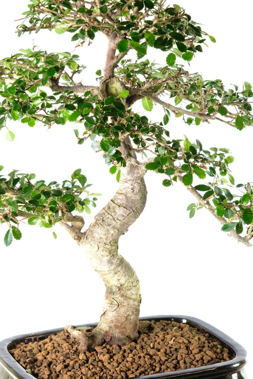 Premium Akadama bonsai soil