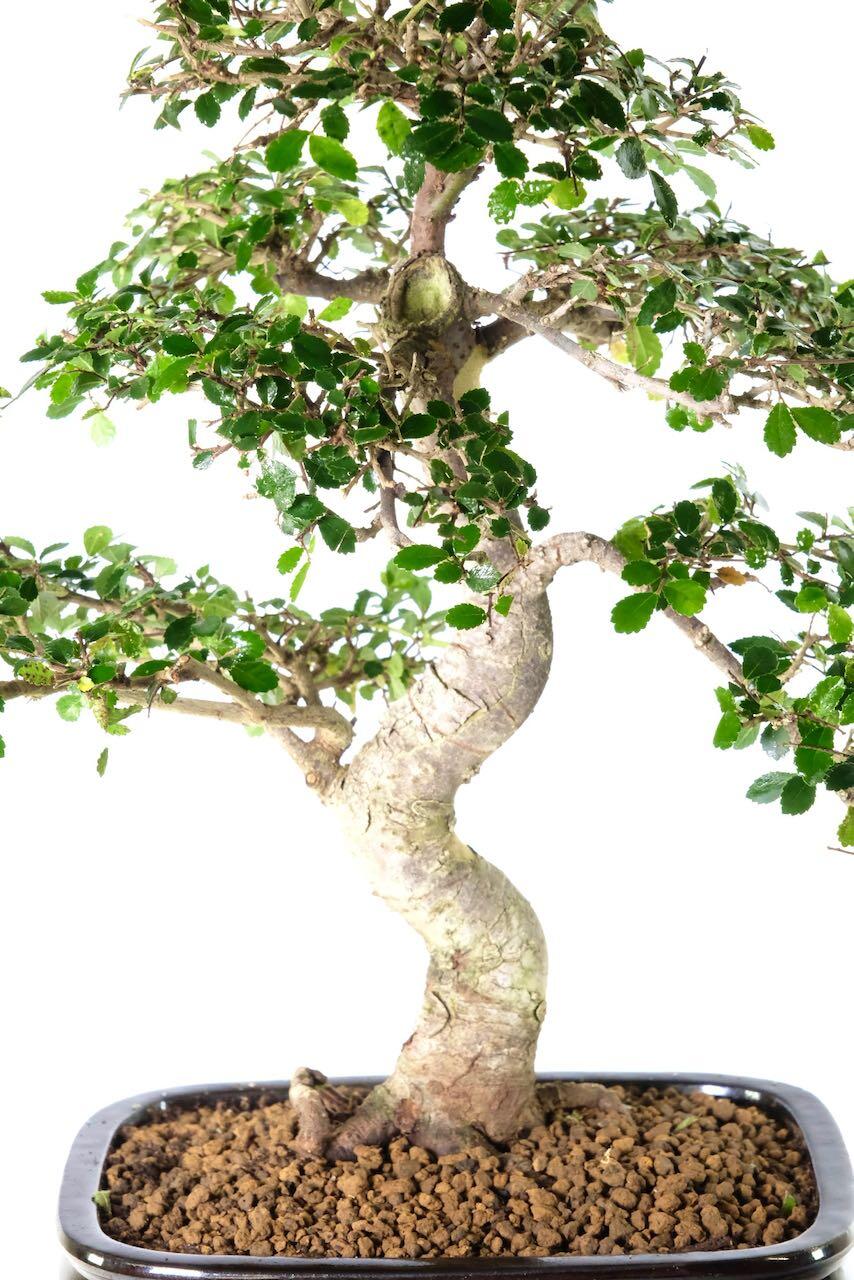 Aged and gnarly bark