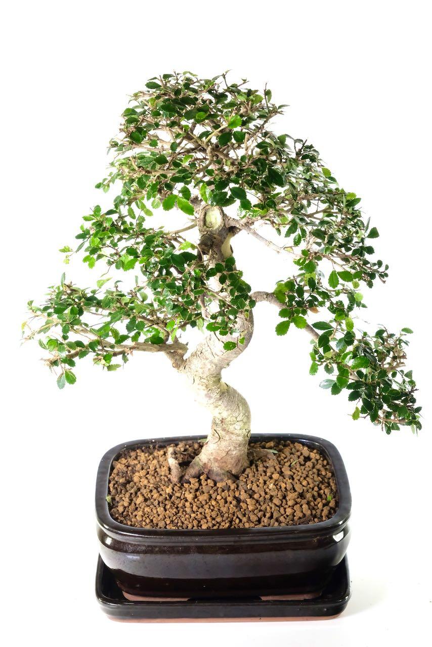 Free delivery available to most of the UK, or choose your delivery date in the checkout