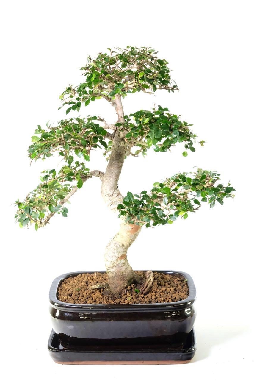 Artistic exposed roots (nebari)