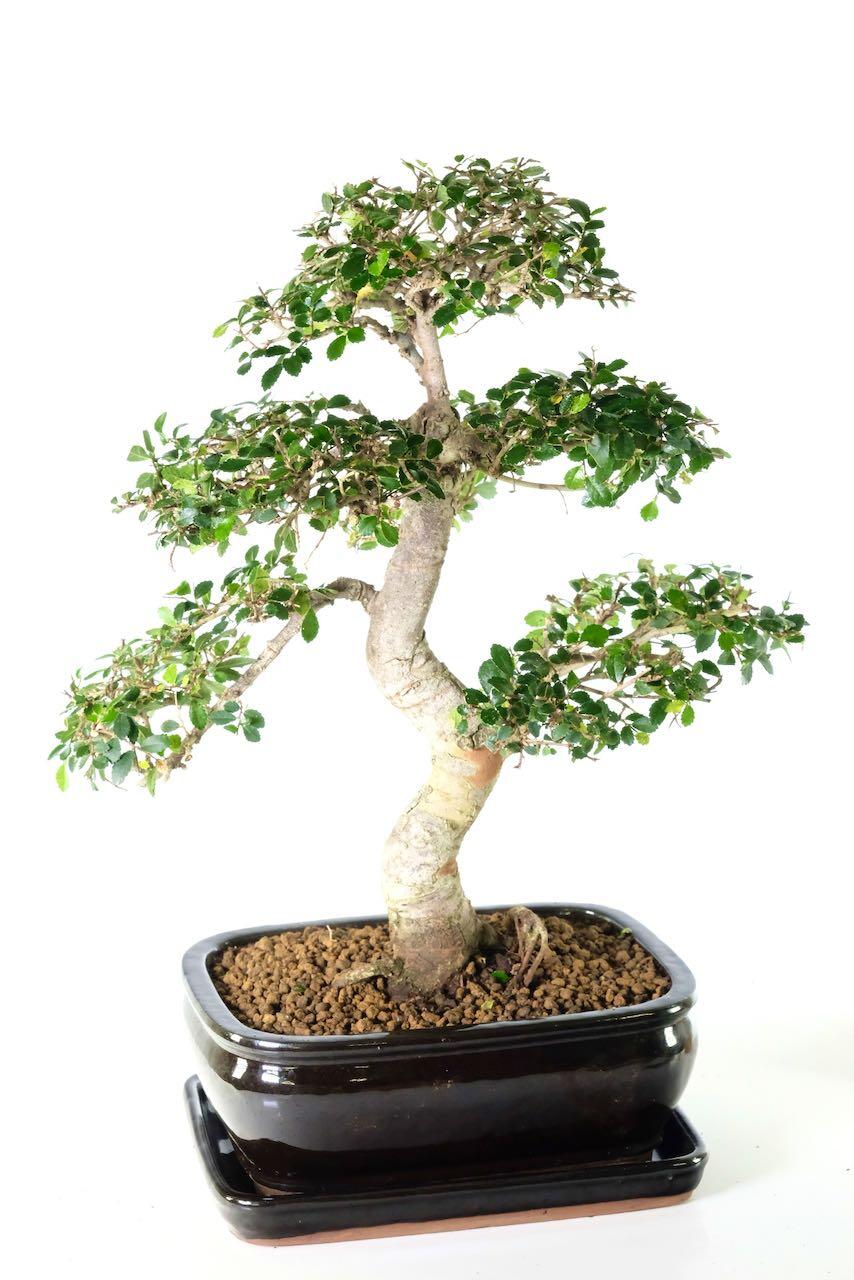 Lovely trunk structure and full foliage pads