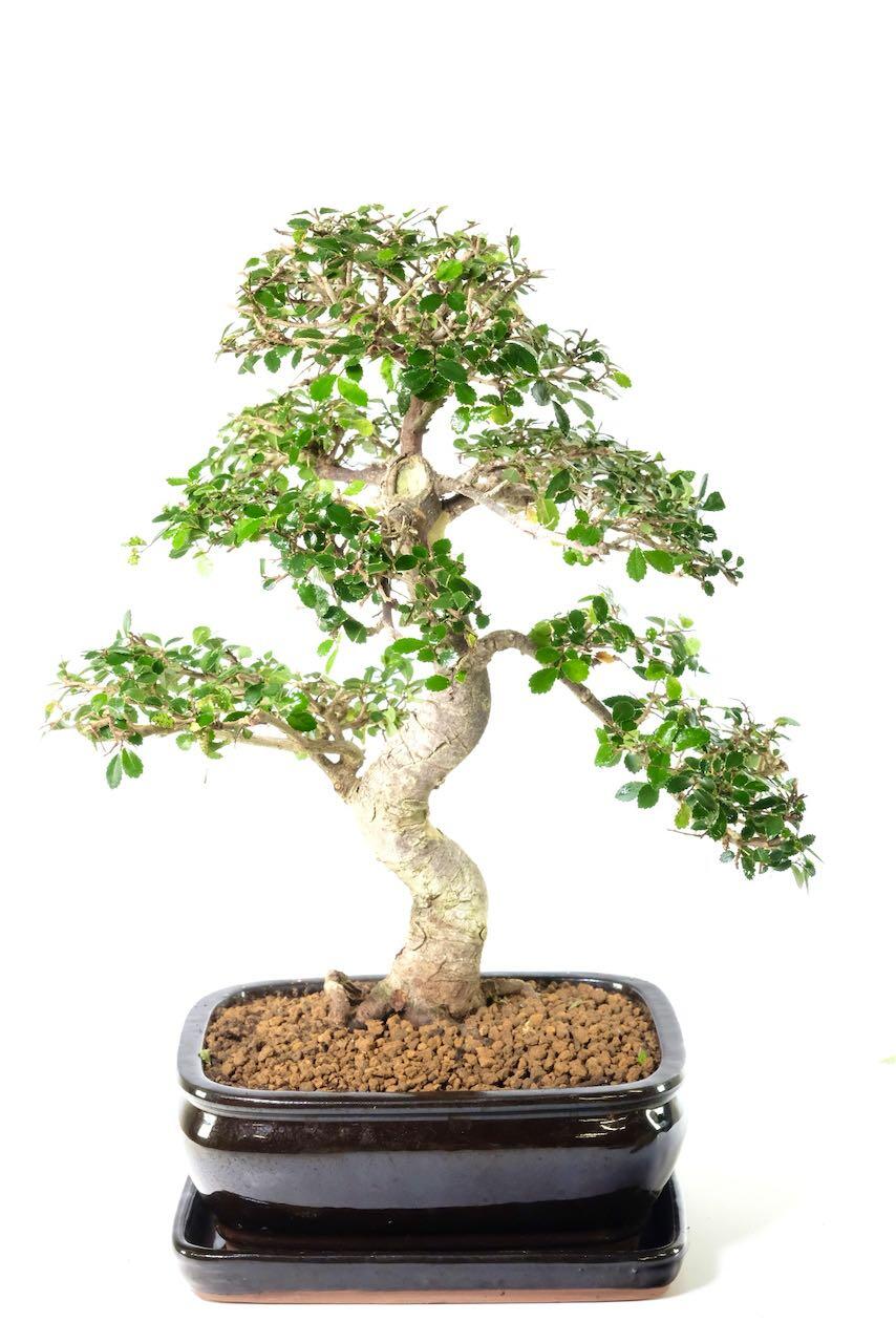 Gorgeous large Chinese Elm Bonsai tree for sale