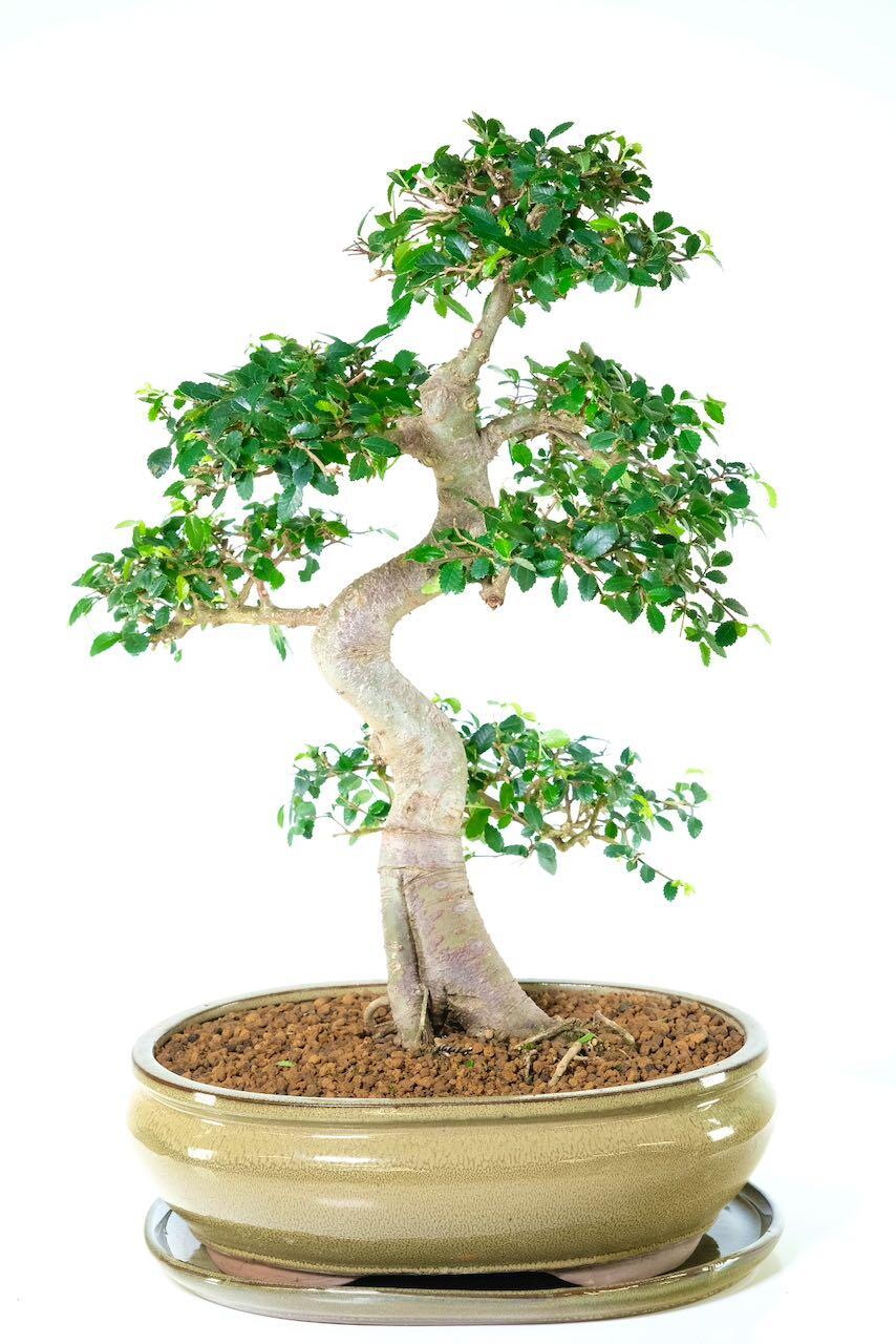 Powerful and elegant mature Chinese Elm indoor bonsai tree for sale