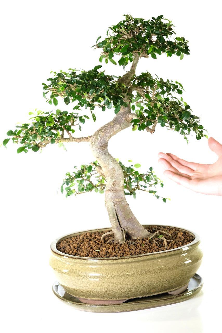 Large and impressive Chinese elm bonsai for sale UK