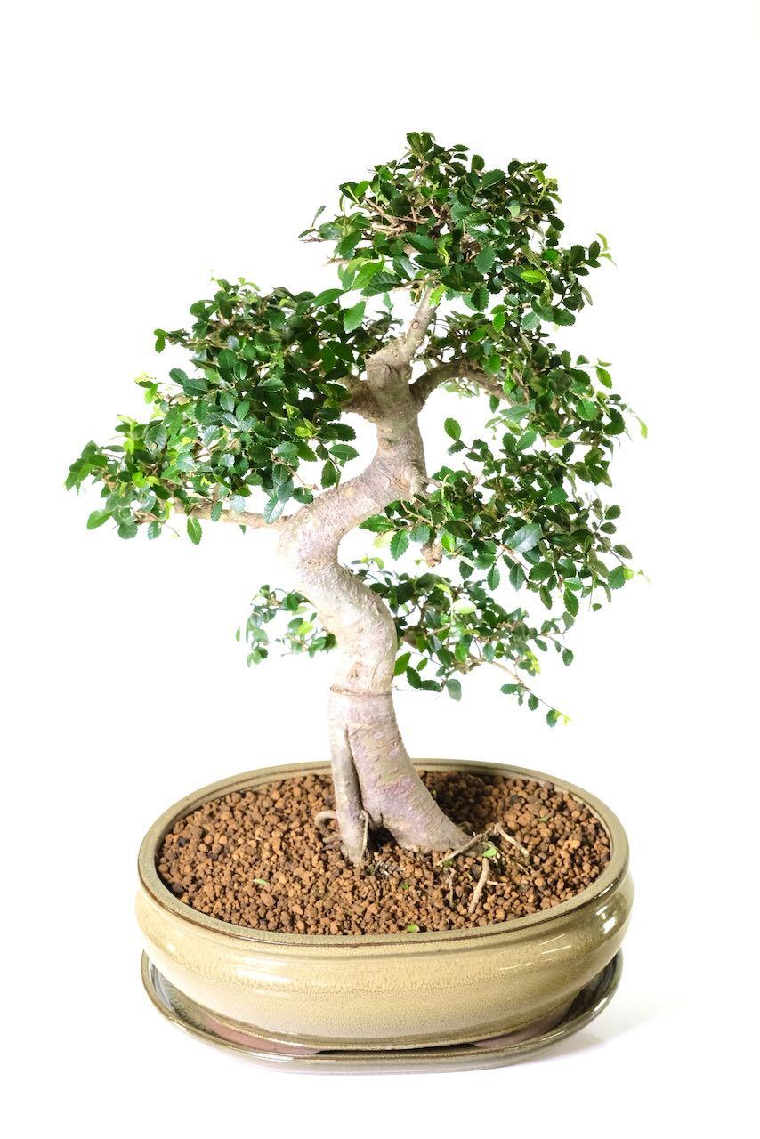 Excellent shari and trunk features