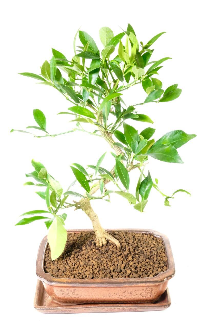 Delivery is FREE on a next working day service across mainland UK with Weekend, Premium & "Highlands & Islands" options available at an additional cost. You can pre-order your bonsai too!