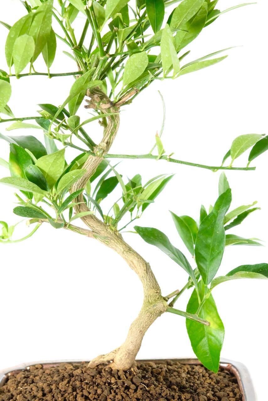 Elegant trunk shaping with vibrant leaves decorating the bonsai