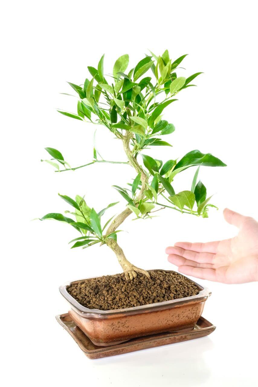 Comes potted in a bronze ceramic pot with matching drip tray